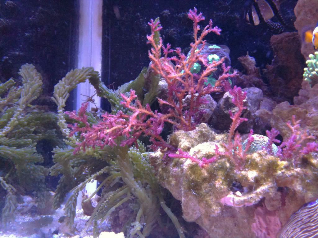 FlameAlgae20120426.jpg