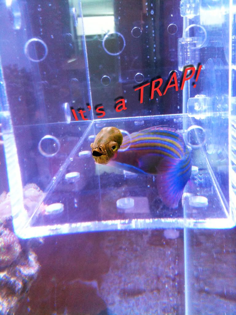 Itsatrap.jpg