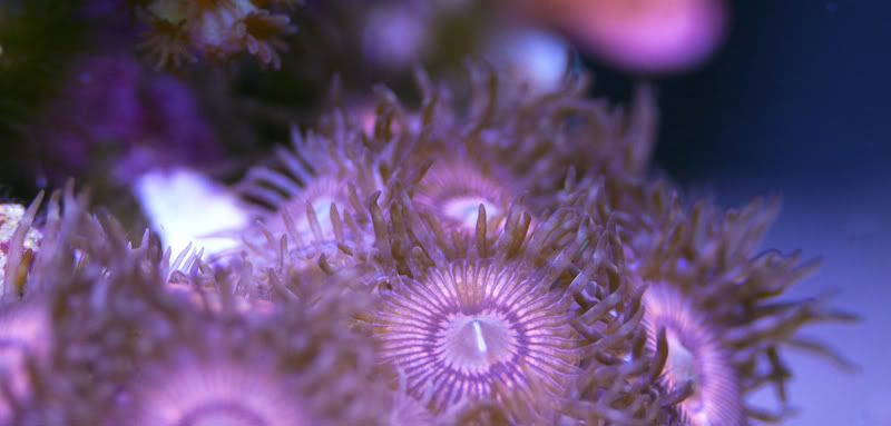 PinkZoas20120725.jpg