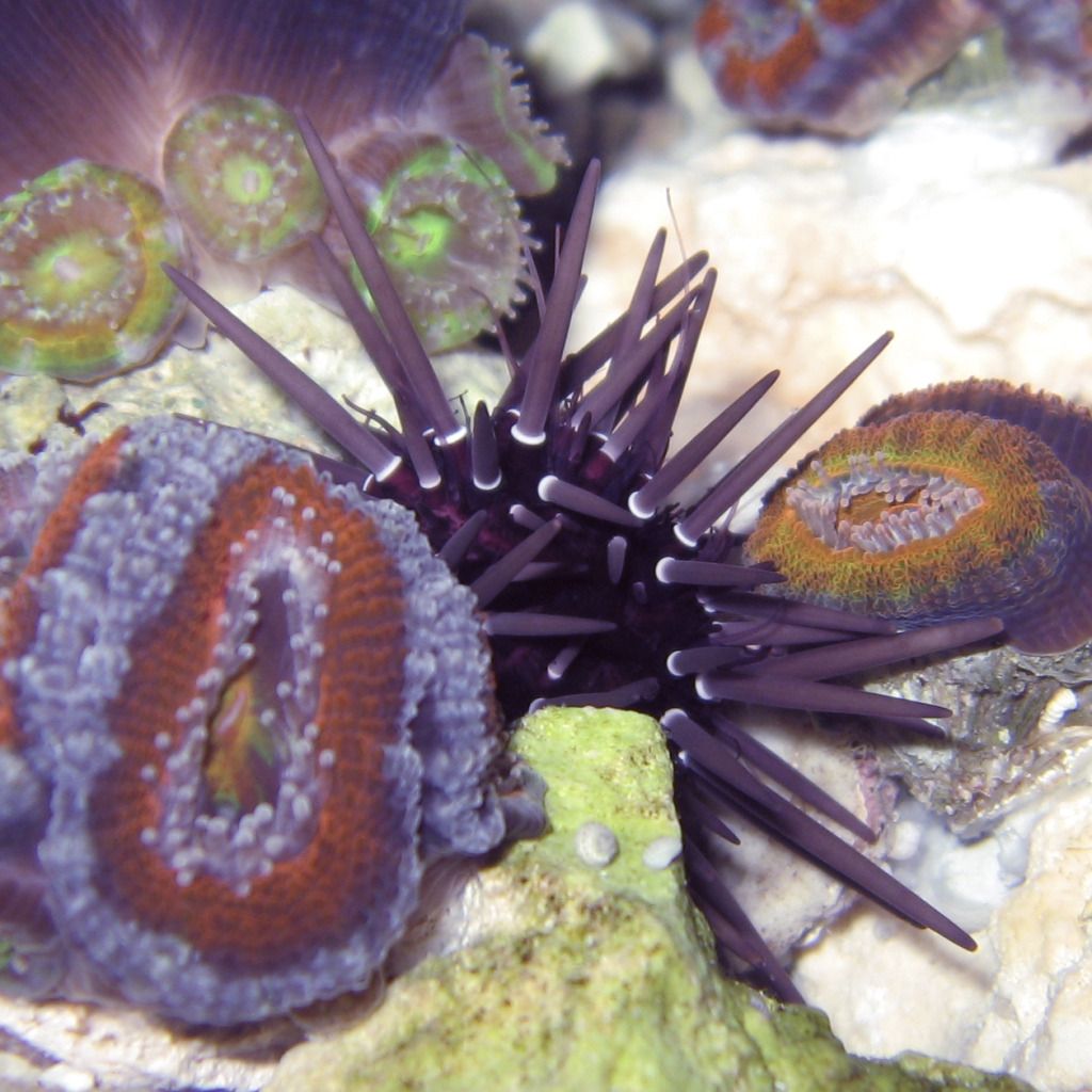 Urchin0120121105.jpg