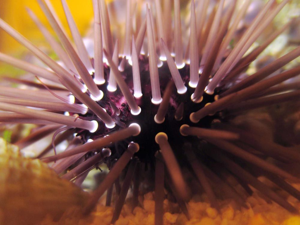 Urchin0120130225_zps07ff1938.jpg