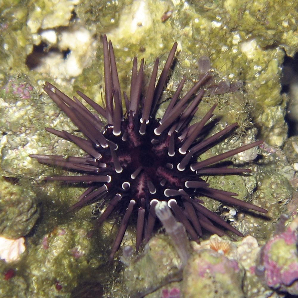 Urchin0220121107.jpg