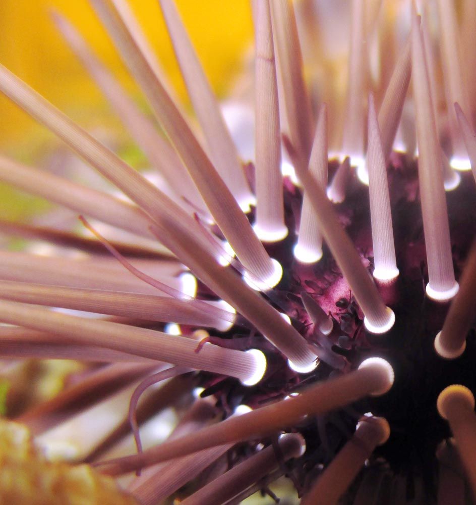 Urchin0220130225_zps255c50da.jpg