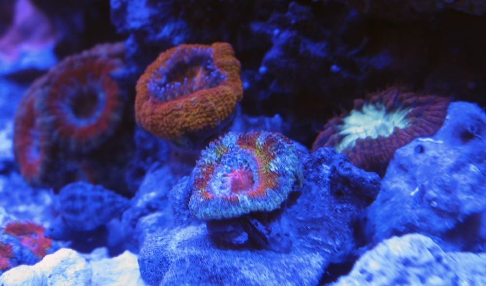 acans20120917.jpg