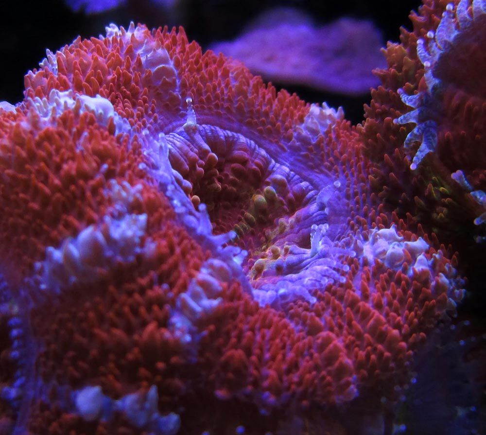 acans20130216_zpsf8c43e36.jpg