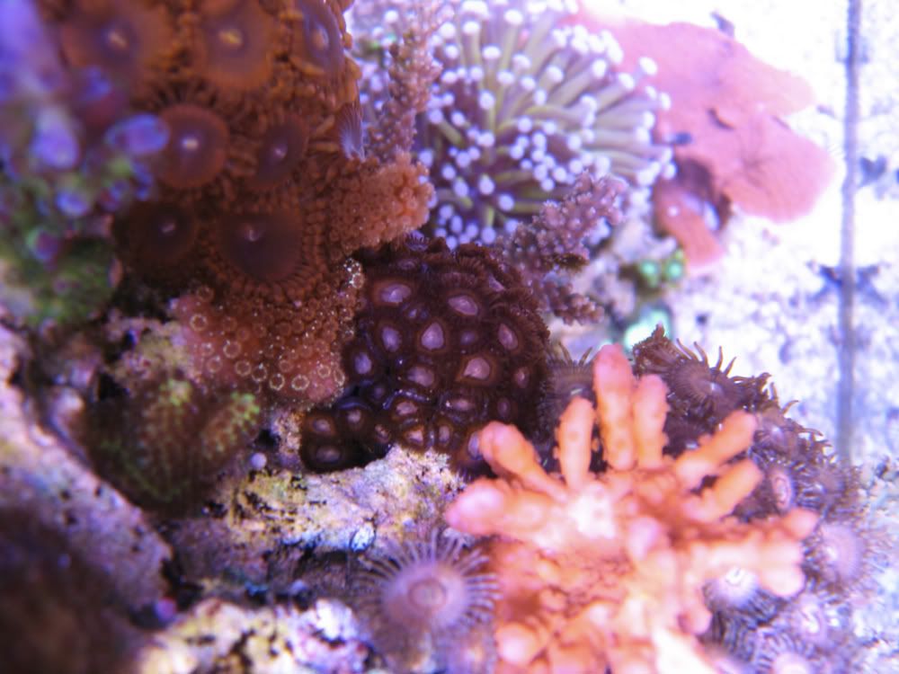 macro0120120917.jpg