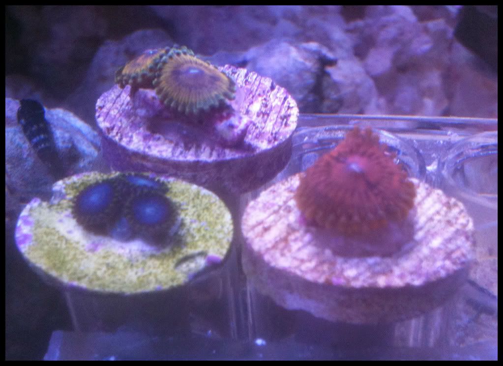 newzoas20120323.jpg