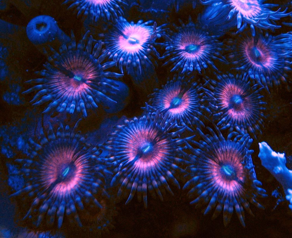 pinkzoas0120130224_zps599e7bcb.jpg