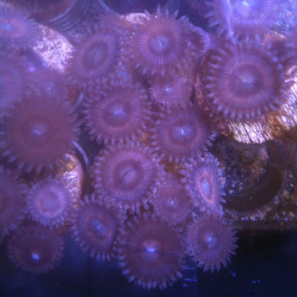 pinkzoas0220120524.jpg