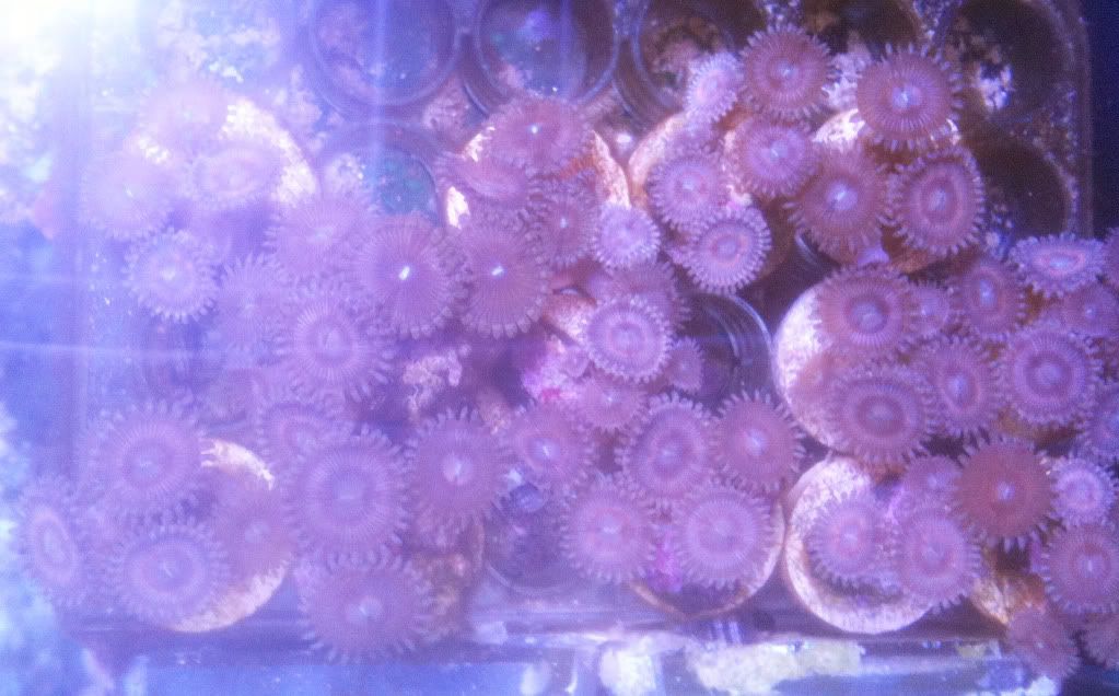 pinkzoas20120524A.jpg