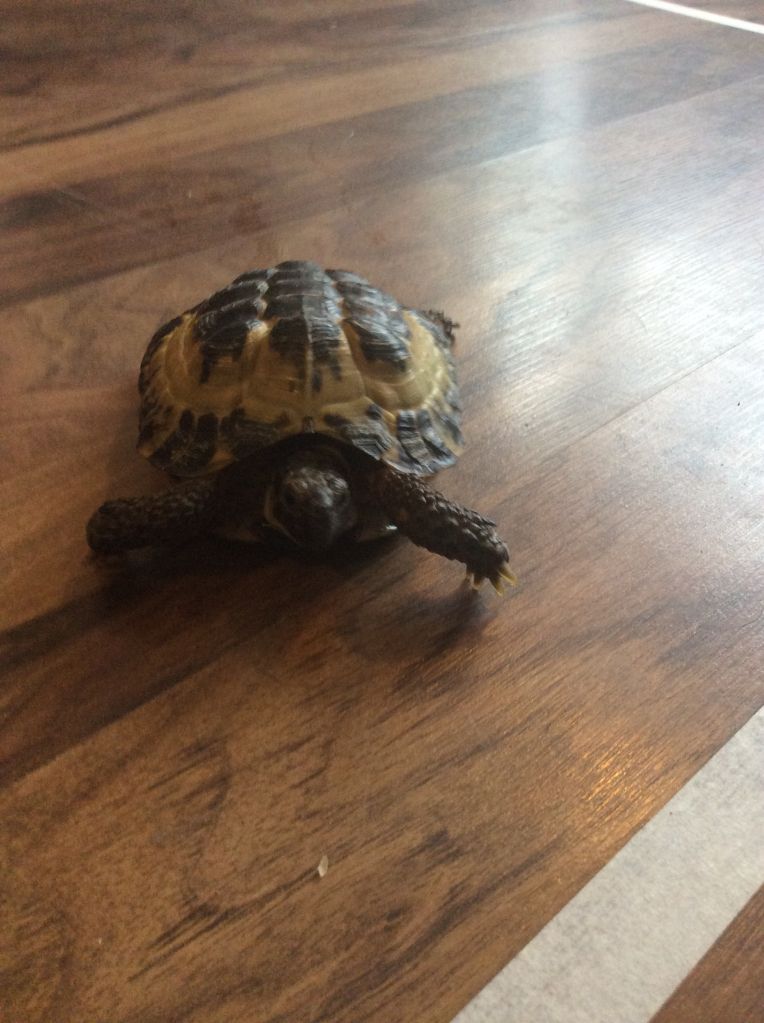 W Midlands Horsefield tortoise with setup. Reptile Forums