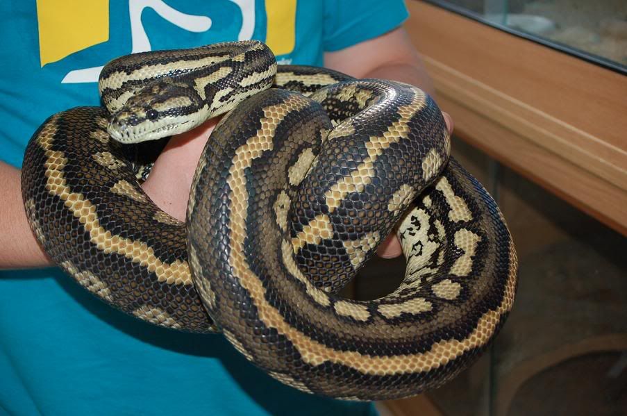 who-has-the-largest-carpet-python-page-5-reptile-forums