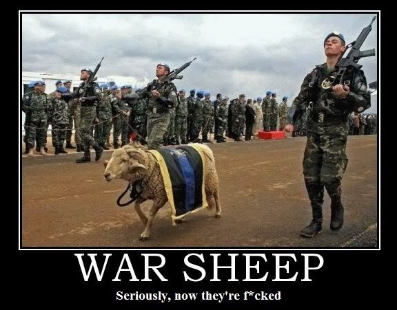 War Sheep