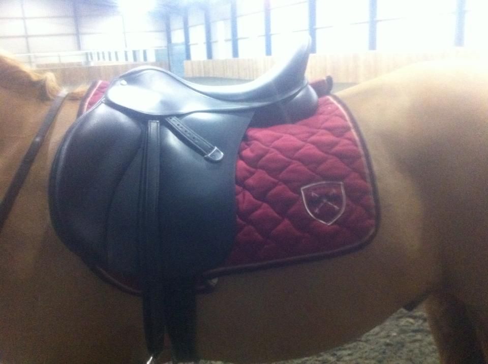 Pictures Follow up of numnah slipping under saddle saddle fit pics
