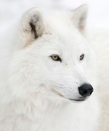 White_Wolf_26105013_std.jpg picture by Lysa_q