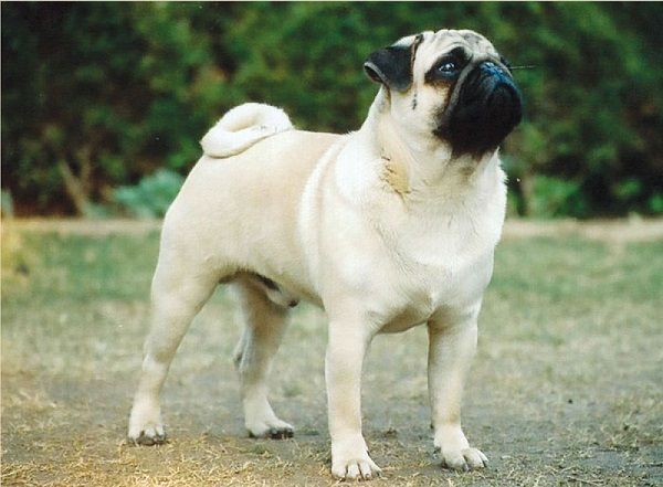 ClearfawnPug.jpg