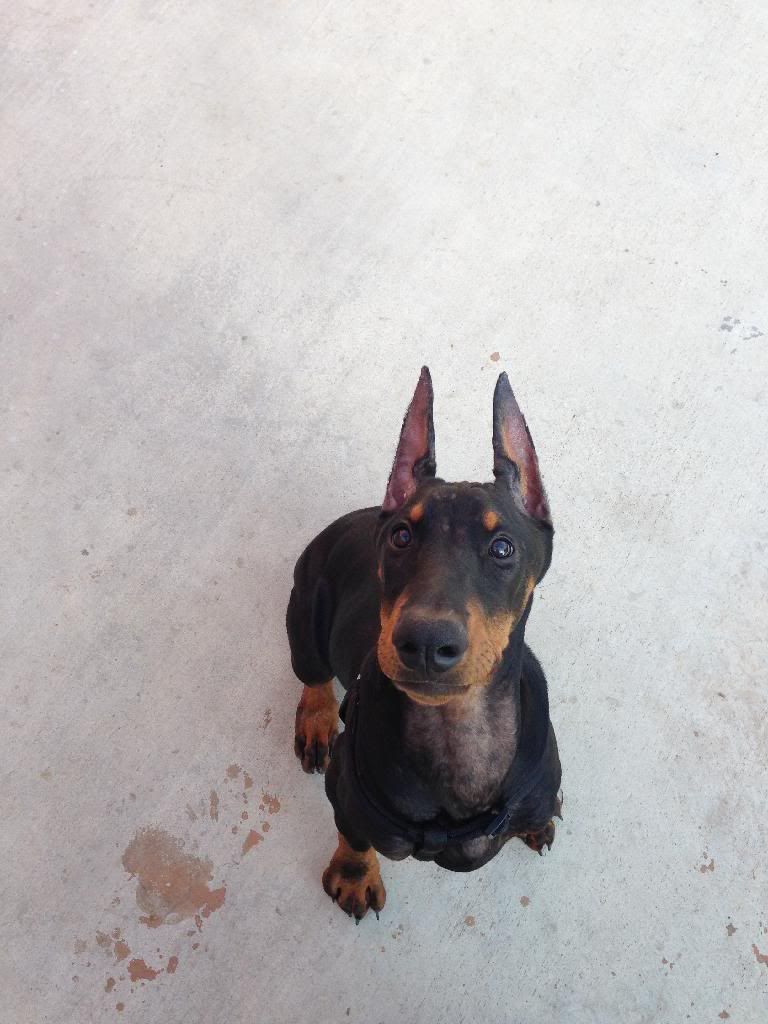 Demodex!!!! - Doberman Forum : Doberman Breed Dog Forums
