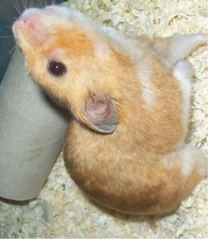 My Syrian Hamsters Cherry And Slinky ) Hamster Central