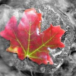 autumn photography Pictures, Images and Photos