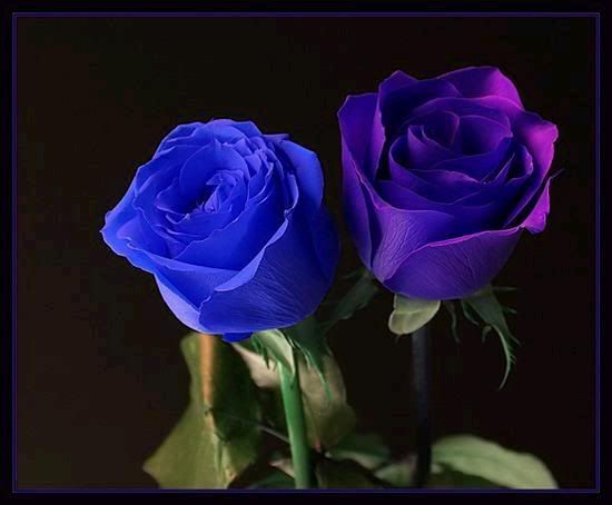 blue roses Pictures, Images and Photos