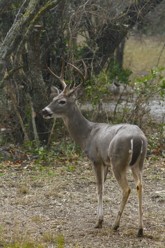 IMAGE: http://i876.photobucket.com/albums/ab330/mjf830/_MG_1348.jpg