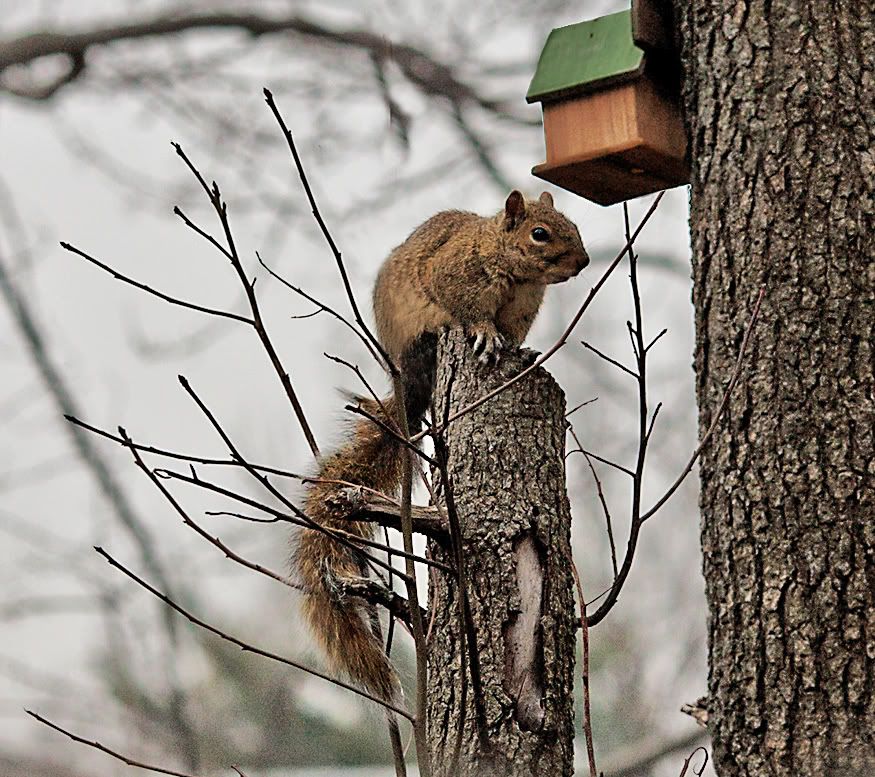 IMAGE: http://i876.photobucket.com/albums/ab330/mjf830/sq.jpg