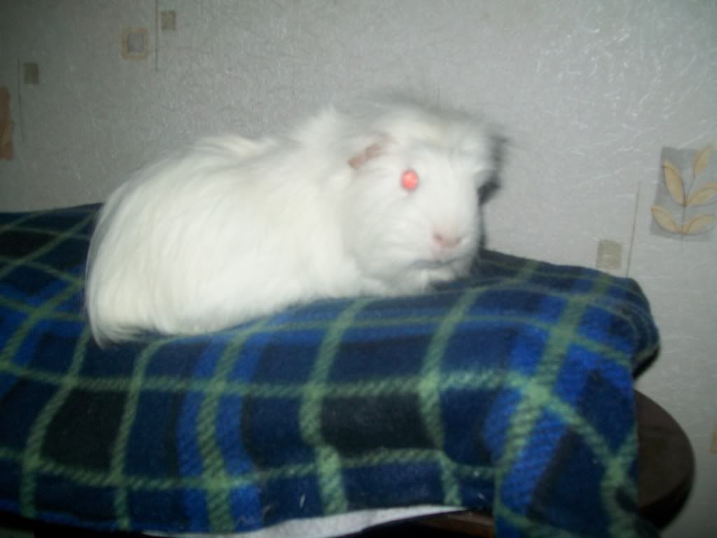 Picture158.jpg