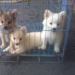 Anjing Pom Pictures Images Photos Photobucket